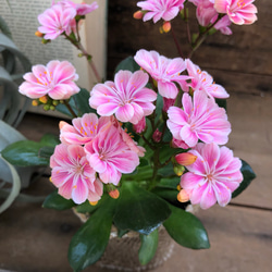 レウィシア♡パステル調のピンクmix♡ストライプの花♡ガーデニング♡観葉植物♡ 3枚目の画像