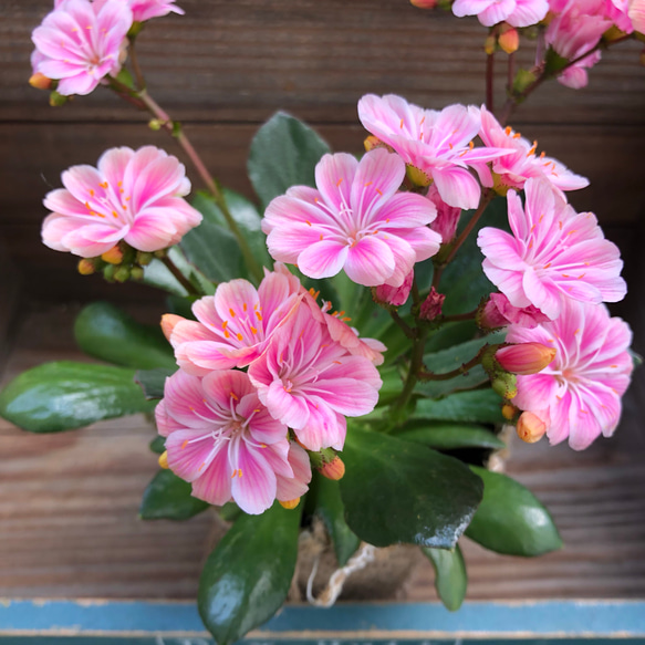 レウィシア♡パステル調のピンクmix♡ストライプの花♡ガーデニング♡観葉植物♡ 4枚目の画像