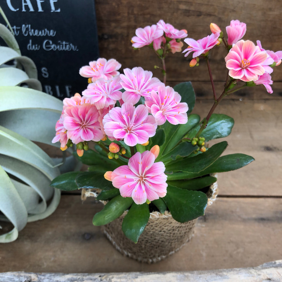 レウィシア♡パステル調のピンクmix♡ストライプの花♡ガーデニング♡観葉植物♡ 5枚目の画像