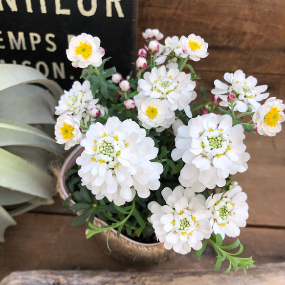 イベリス×花かんざし♡mix寄せ植え♡ガーデニング♡可愛い♡観葉植物 4枚目の画像