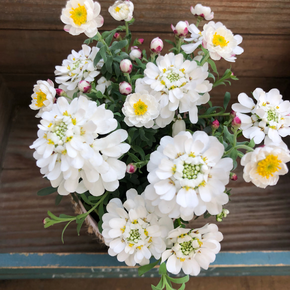 イベリス×花かんざし♡mix寄せ植え♡ガーデニング♡可愛い♡観葉植物 5枚目の画像