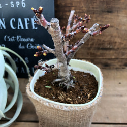 テーブルで楽しむ桜♡一才桜♡ガーデニング♡インテリア♡観葉植物♡ 2枚目の画像