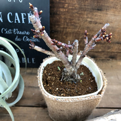 テーブルで楽しむ桜♡一才桜♡ガーデニング♡インテリア♡観葉植物♡ 4枚目の画像