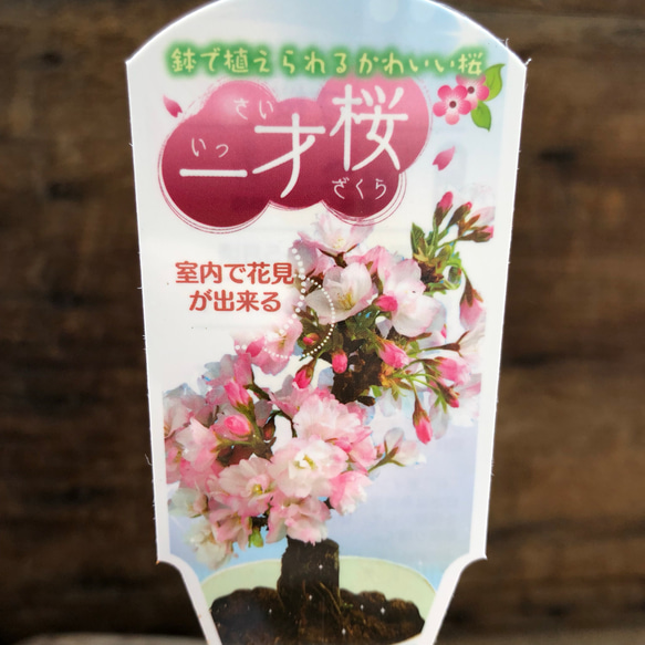 テーブルで楽しむ桜♡一才桜♡ガーデニング♡インテリア♡観葉植物♡ 5枚目の画像