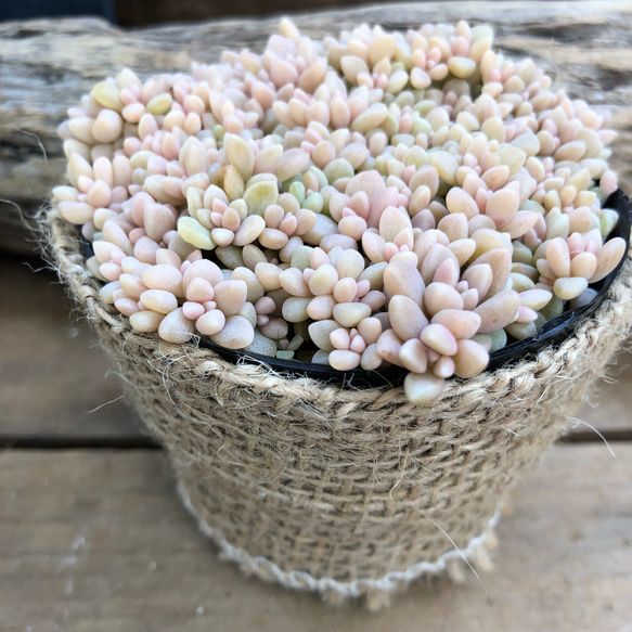 ピンクの多肉植物♡姫愁麗♡多肉植物♡ガーデニング 1枚目の画像