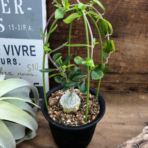 3個のみ♡火星人 フォッケアエデュリス♡塊根植物♡インテリア♡観葉