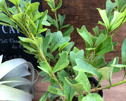 ハート型の葉っぱ♡シェフレラ♡トライアンギュラス♡観葉植物