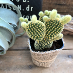 ゴールド♡うさぎのサボテン♡バニーカクタス♡多肉植物♡インテリア♡ガーデニング 1枚目の画像