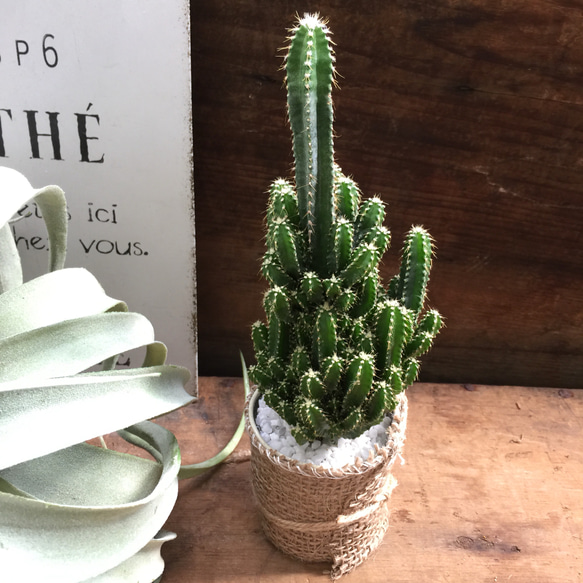 限定商品‼️❤️【大人気観葉植物】❤️電磁波吸収サボテン　極太セレウスサボテンカット苗 ❤️【大人気観葉植物】❤️電磁波吸収サボテン 極太セレウス