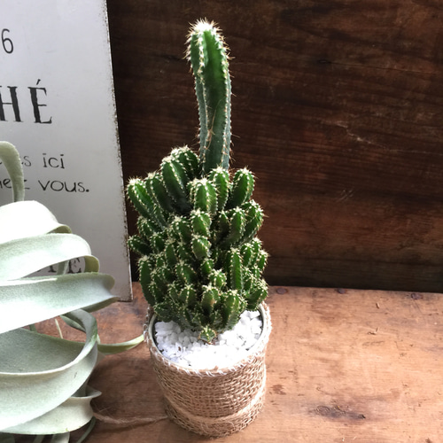 電磁波吸収します♡デスクに♡セレウス♡サボテン♡多肉植物 アート