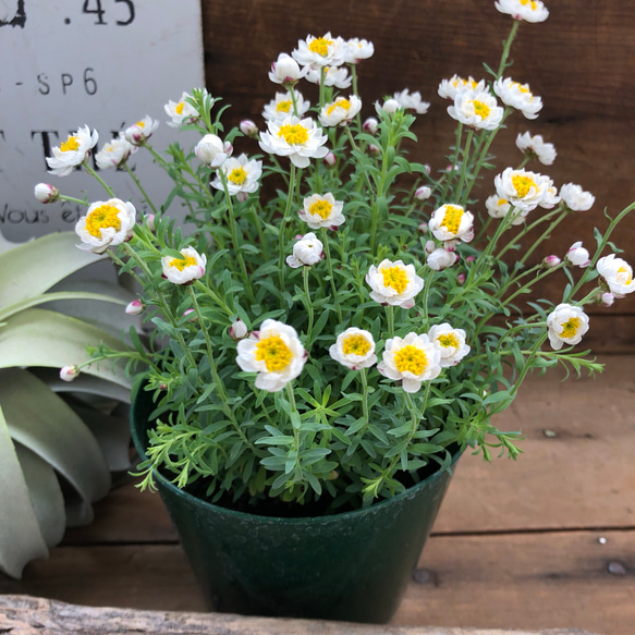 大苗♡花かんざし♡ドライフラワーにも♡ガーデニング♡観葉植物♡ 1枚目の画像