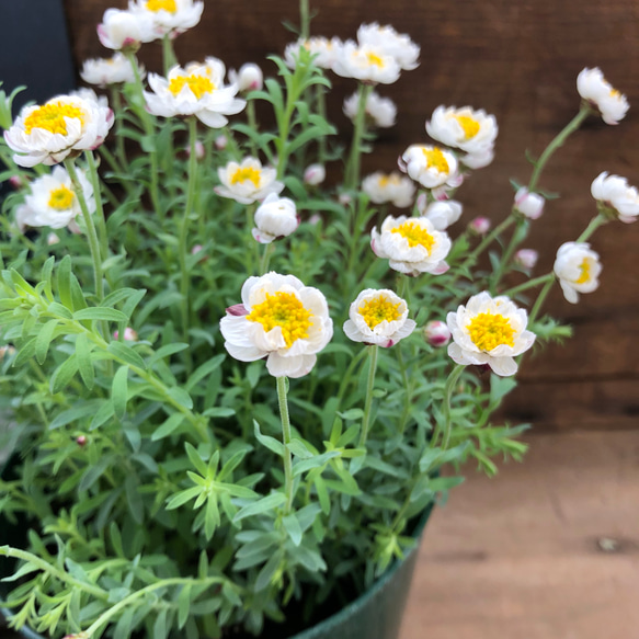 大苗♡花かんざし♡ドライフラワーにも♡ガーデニング♡観葉植物♡ 3枚目の画像