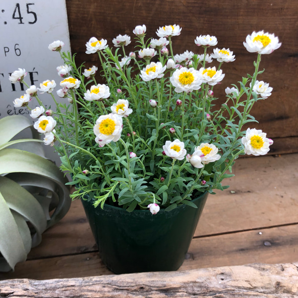 大苗♡花かんざし♡ドライフラワーにも♡ガーデニング♡観葉植物♡ 5枚目の画像