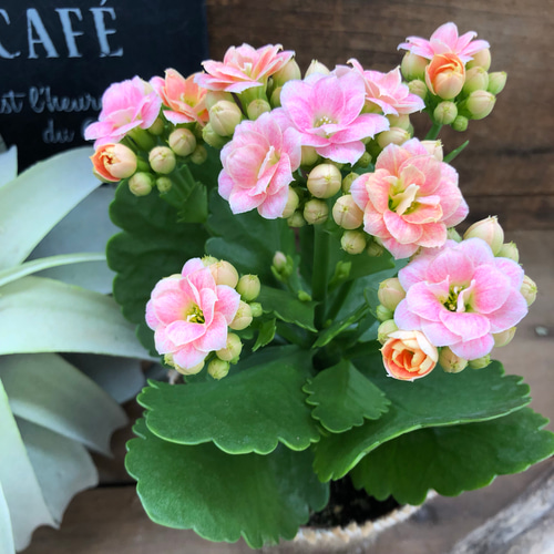 カランコエ 淡いピンクの花（多肉植物カランコエの種類・品種18