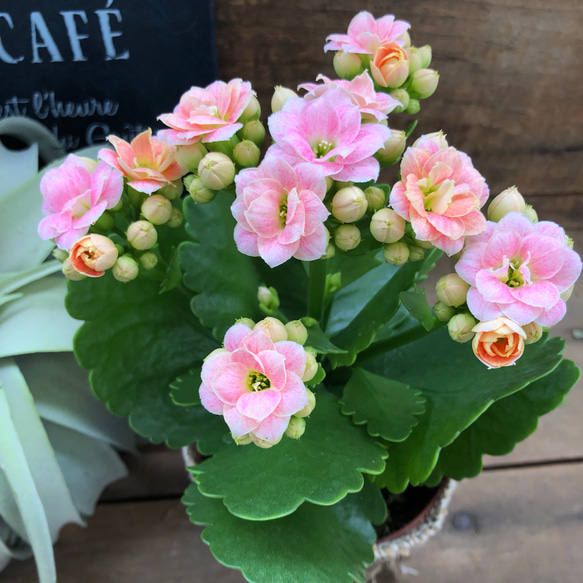 バラ咲き♡豪華なピンクの多肉植物♡クララ♡カランコエ♡多肉植物 2枚目の画像