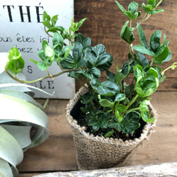 こぐまの足音♡ヘデラ♡くるくる♡観葉植物♡寄せ植え♡ガーデニング 5枚目の画像