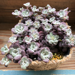 紫の多肉植物♡パープレウム♡モコモコ♡セダム♡多肉植物 4枚目の画像