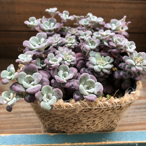 紫の多肉植物♡パープレウム♡モコモコ♡セダム♡多肉植物 アート