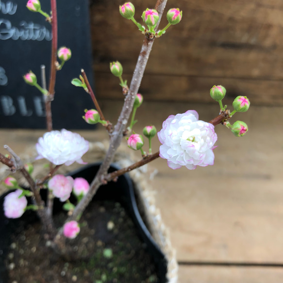 春の訪れを♡可愛い桜♡ニワザクラ♡八重咲き♡ガーデニング♡ 3枚目の画像