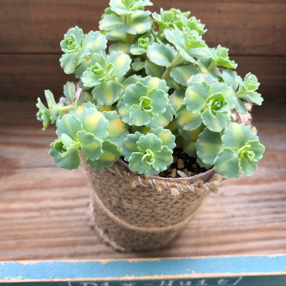 希少♡斑入りミセバヤ♡多肉植物♡セダム♡モリモリ♡ガーデニング 5枚目の画像