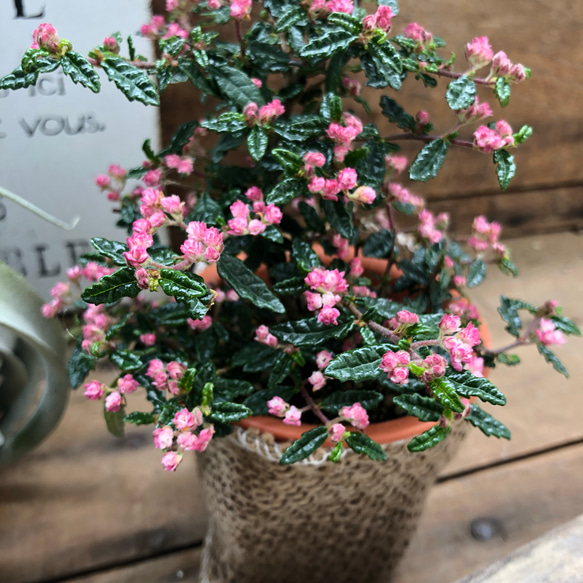 天皇梅♡天の川の花♡ピンク♡可愛い♡盆栽♡ガーデニング 5枚目の画像