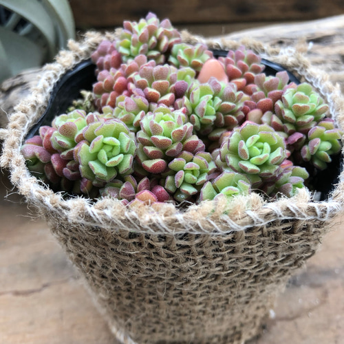 バラの多肉植物♡スプリングワンダー♡セダム♡紅葉♡ガーデニング