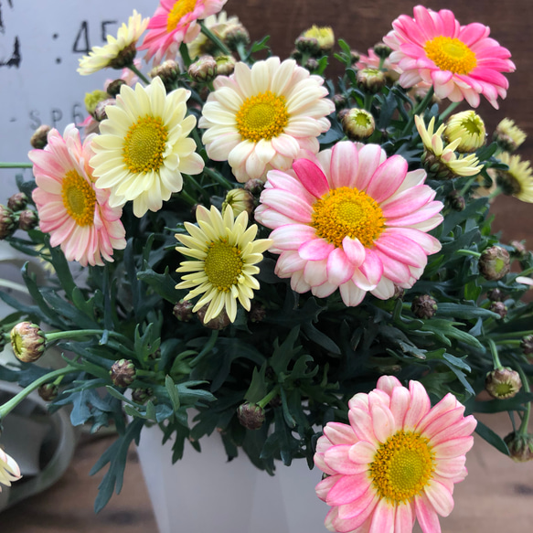 大苗♡花色がずっと変わる♡マーガレット♡デイジー♡クリーム