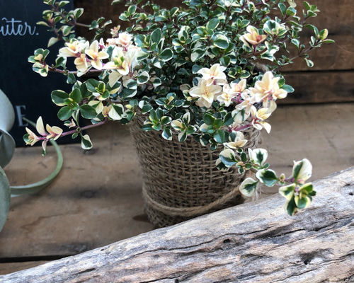 アンティークな色合い♡フォックスリータイム♡可愛い♡ガーデニング