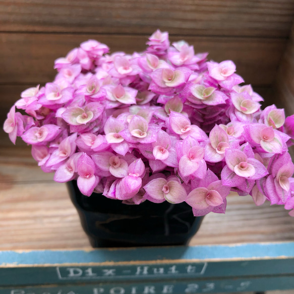 カリシア ロザート 9cmロング カリシア ロザート | 株式会社ハクサン｜花や植物、園芸資材を