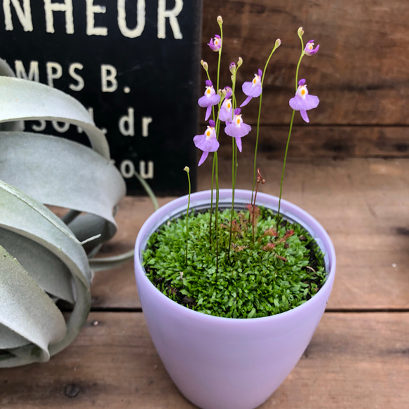 可愛い♡新商品♡クリオネ♡食虫植物♡ガーデニング♡観葉植物 3枚目の画像