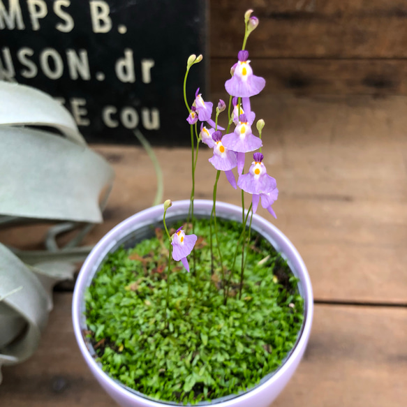 可愛い♡新商品♡クリオネ♡食虫植物♡ガーデニング♡観葉植物 4枚目の画像