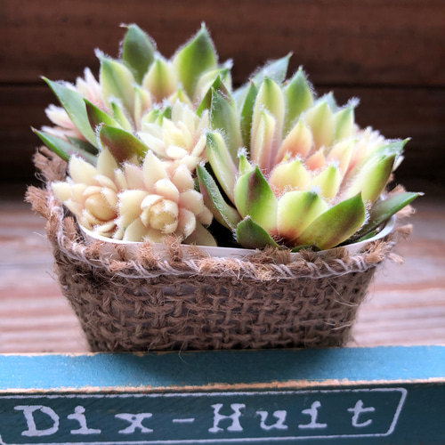 ポットごと♡即完売♡バニラシフォン♡多肉植物♡センペルビウム