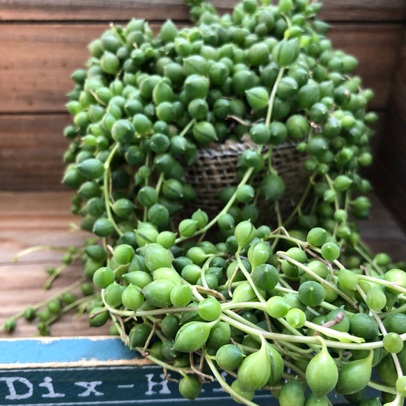 垂れ下がり♡立派な苗♡グリーンネックレス♡多肉植物♡ガーデニング♡観葉植物♡ 2枚目の画像