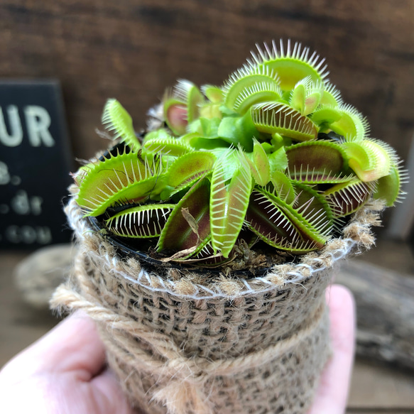 ハエトリ草♡食虫植物♡多肉植物♡インテリア♡ガーデニング 2枚目の画像