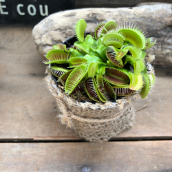 ハエトリ草♡食虫植物♡多肉植物♡インテリア♡ガーデニング 4枚目の画像