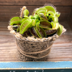 ハエトリ草♡食虫植物♡多肉植物♡インテリア♡ガーデニング 5枚目の画像