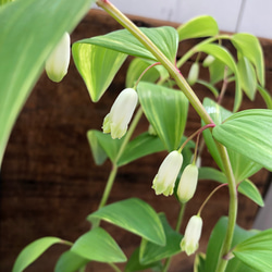 可愛いナルコラン♡斑入り♡日陰のスズラン♡ガーデニング♡観葉植物 4枚目の画像