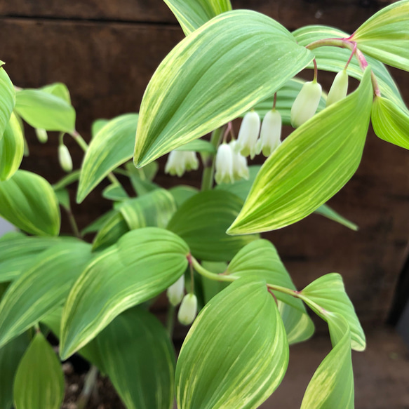 可愛いナルコラン♡斑入り♡日陰のスズラン♡ガーデニング♡観葉植物 5枚目の画像