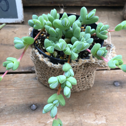 レア品種♡碧魚連♡多肉植物♡高価♡インテリア♡ガーデニング アート