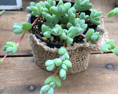 1_9e4c15faa26431554ccaaa671a0f