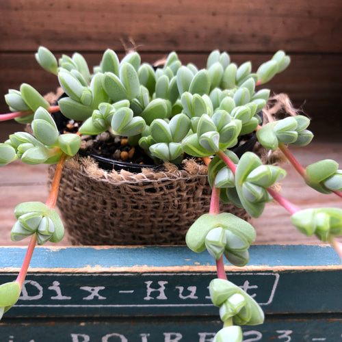 レア品種♡碧魚連♡多肉植物♡高価♡インテリア♡ガーデニング アート