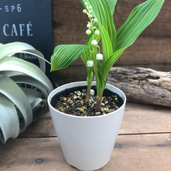 希少♡斑入りスズラン♡幸せになる花♡ガーデニング♡観葉植物♡インテリア♡ 1枚目の画像