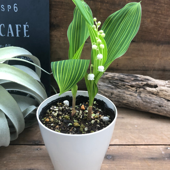 希少♡斑入りスズラン♡幸せになる花♡ガーデニング♡観葉植物♡インテリア♡ 3枚目の画像