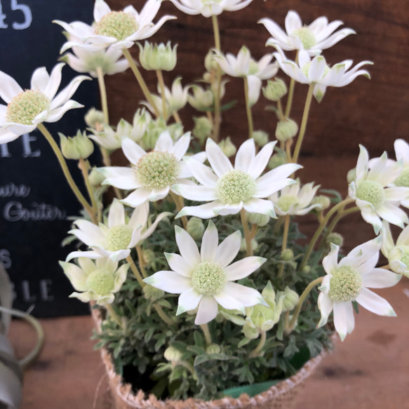 天使のウィンク♡フランネルフラワー♡真っ白♡観葉植物♡ガーデニング 2枚目の画像