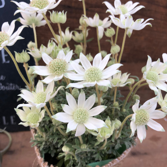 天使のウィンク♡フランネルフラワー♡真っ白♡観葉植物♡ガーデニング 4枚目の画像