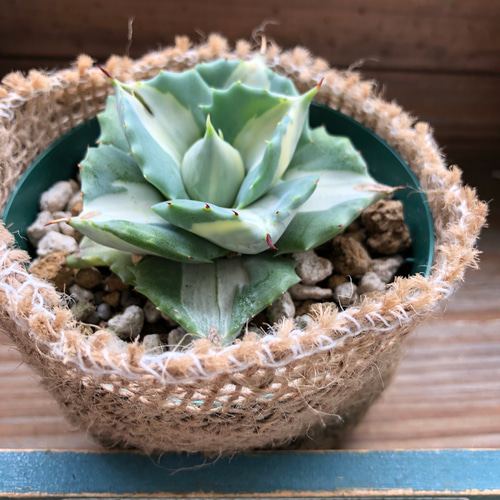 希少♡王妃雷神白中斑♡斑入りアガベ♡多肉植物♡観葉植物 アート