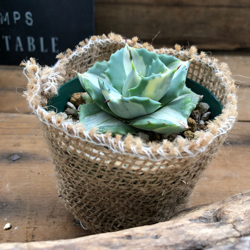 アガベ 三宅雷神 縞斑 刷斑 斑入り 4株セット 希少 レア Agave '三宅