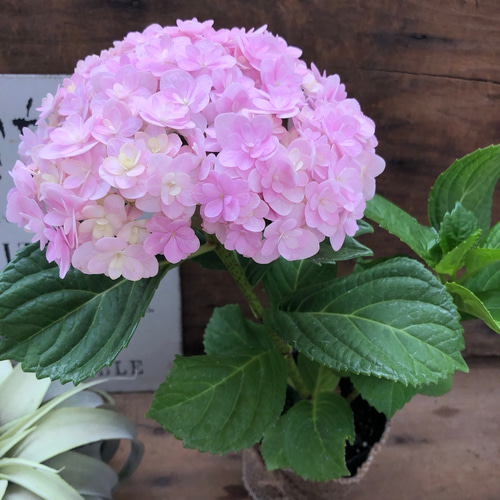 紫陽花　てまりてまり相談ページ Amazon.co.jp: アジサイ てててまり ブルー あじさい 紫陽花 4号