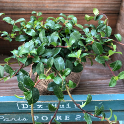 MIX植♡黒法師♡アエオニウム♡ロゼット状の多肉植物 アートフラワー