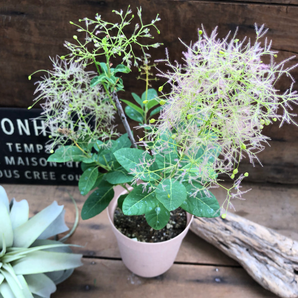 スモークツリー♡ピンク♡お洒落なお家に♡ガーデニング♡観葉植物♡ふわふわ 5枚目の画像